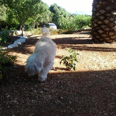 Апартаменты Heliovasilema *